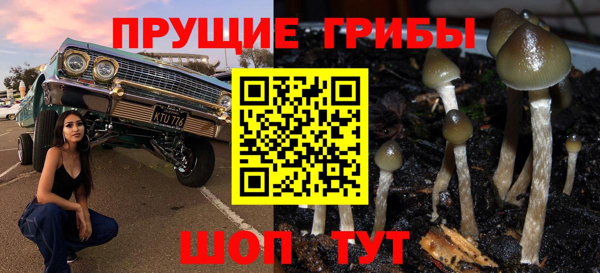 Бугуруслан  Галлюциногенные грибы Psilocybine cubensis  Вход с VPN 